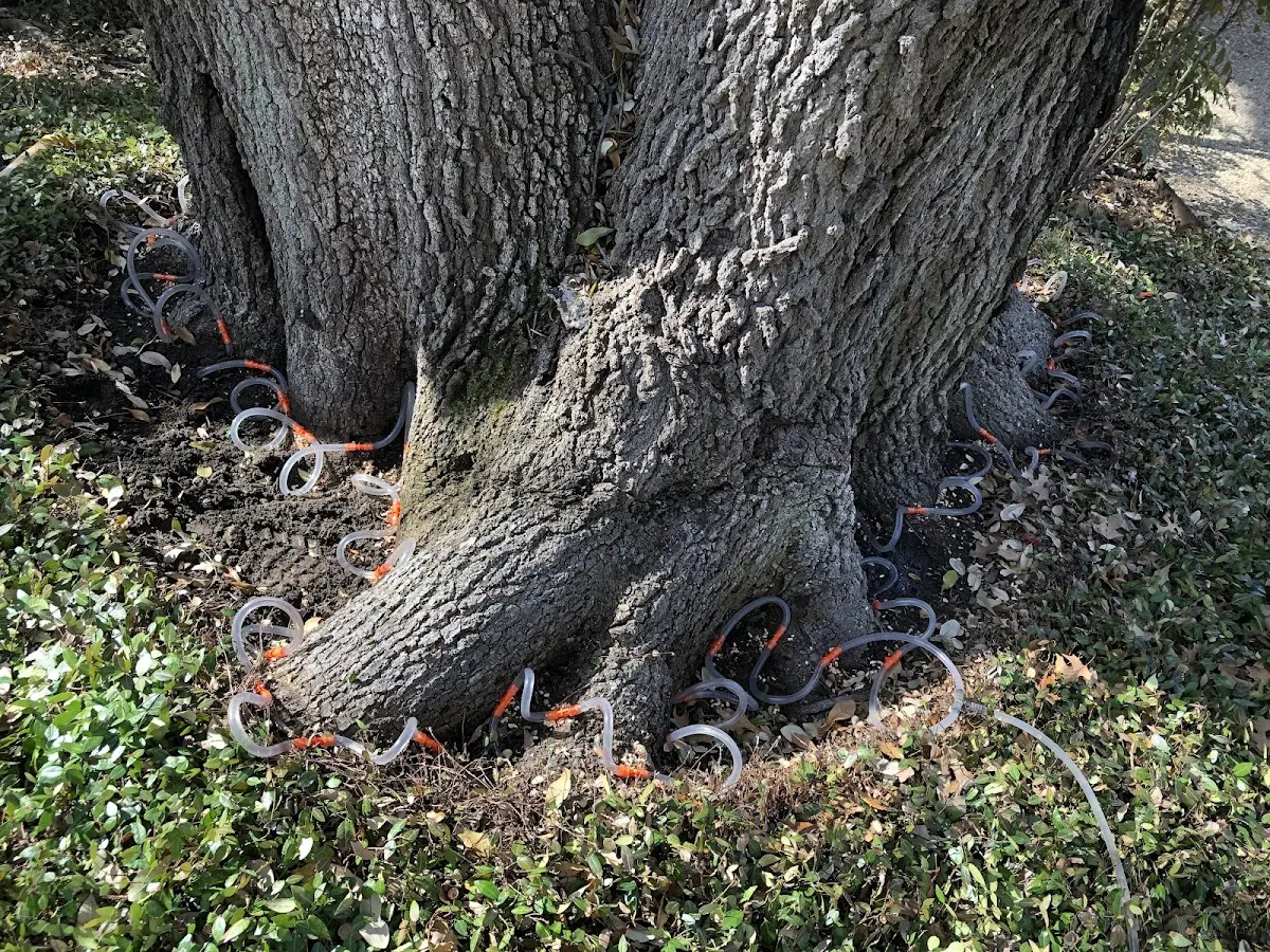 Detailed Tree Cabling and Bracing job site in Drennen